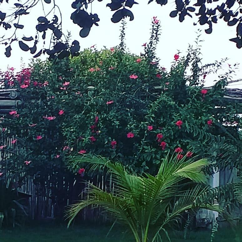 Pousada Casa Da Mata Sao Miguel do Gostoso Ngoại thất bức ảnh
